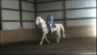 Peso De Oro ~ Barefoot TWH Stallion