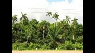 Guajirita Oriental  Cuba