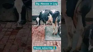 cow Abscess cysts #shorts #viral #trending #dairyfarm #cow #hf #cows #farmer #farming #farm #cattle