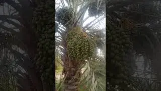 how green small dates growth 5month and changed surface, size,colors.