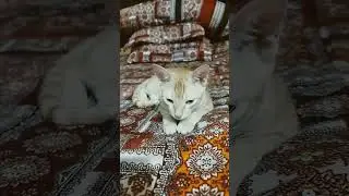 This is resting time #shorts #shortsviral #catrest