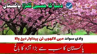 The Largest Peach Orchard in Pakistan | Beautiful Places in Pakistan | Best Place To See | Travel