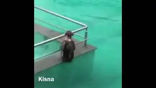 MONKEY IN POOL 001 || FUNNY VIDEO || DUB KENDRA !