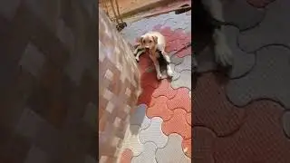 #viral shorts.                               cute puppy❤️🐶