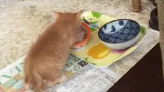 初めてお椀からご飯を食べる，感激！（保護猫ガーフィ 7）。Garfi eats food from a cup for the first time in his life.