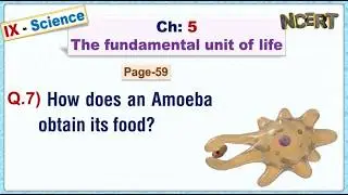 Ch:05 - Pg:59 - Q.7) How does an Amoeba obtain its food?