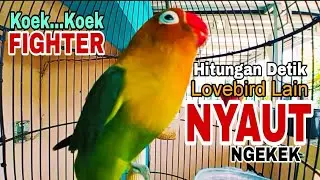 Pancingan Lovebird Fighter Seperti ini Paling Cepat Direspon Lovebird Lain Langsung Nyaut 