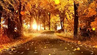 Relax, calm, stress relieve music beautiful autumn maple leaves and fallen synthetic background