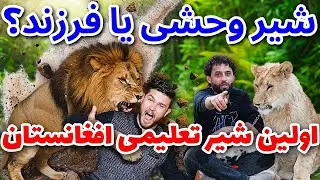 فرزند ششم خانواده، یک شیر تربیت‌ شده/The Sixth Child of the Family: A Trained Lion