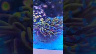 Stunning Gold torch