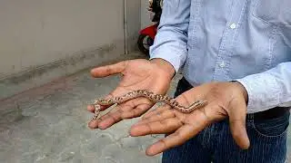 Common sand boa(Eryx conicus)/Snake/ Farmer's friend.