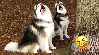 Самые смешные хаски | Обычные собаки против хаски🤣 | Лучшие видео за 10 минут