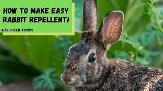How To Make RABBIT REPELLENT