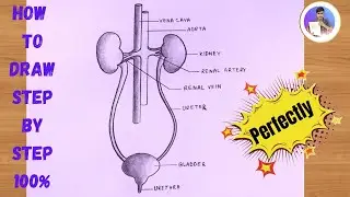 How to draw human excretory system easily - step by step / How to draw Excretory system diagram