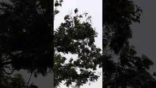 Asian Openbill Storks (Anastomus oscitans) perched on branches #shorts #shortsvideo #shortsfeed