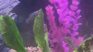 Florida flagfish best algae eater