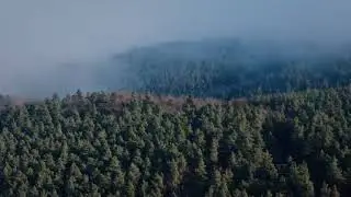 Verdant Forests and Majestic Green Mountains