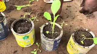 From empty milk tins to fresh mustard 🌿 Small space gardening.