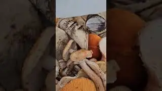 Забрели в хороший лес..