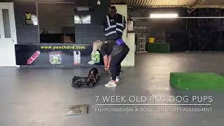 Chinese red dog 7 weeks old puppy selection process