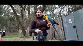 Birds Flight Show at Gumbuya World Theme Park
