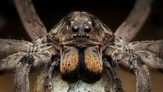 Phoneutria boliviensis spider