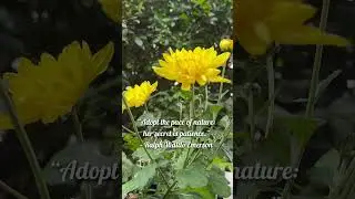 Inspired by nature,🎶 A Found Memory by Marshall Watson #relaxation #nature #meditation #quote