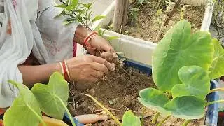 Aaj hum roots ko harvest kar rhe hee. #garden #terracegarden 