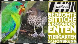 Zoo Vienna: Schwalbensittiche & Mähnengänse in SCHÖNBRUNN | zoos.media