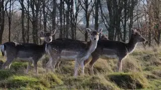 UK Deer Park & Scenery In HD