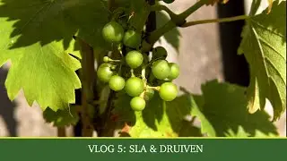 Vlog #5 | Sla & Druiven | Donnie's Moestuin