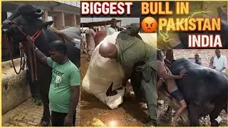 Biggest Bull In The Pakistan &bull; India || Huge Bull Angry Moment Video 