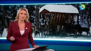 Зимние столовые. Как в Беларуси помогают диким животным пережить зиму?