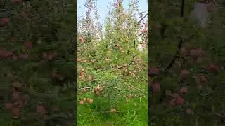 #apple #seb #naturalvibes #naturelovers #vibes #viralshort #trending #relaxation #love