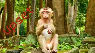 Poor abandoned monkey was already too upset about something
