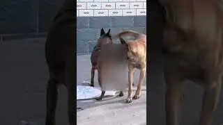 The Curious canine chronicles 13