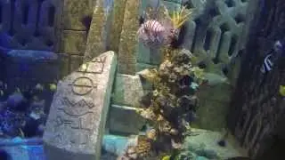 The Dig walking Tour at Atlantis Bahamas