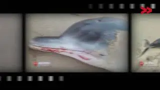 Ocean Watch: Marine Wildlife Stranding Response Network, Goa