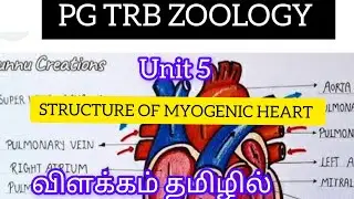 PG TRB ZOOLOGY. UNIT 5. CARDIOVASCULAR SYSTEM _STRUCTURE OF MYOGENIC HEART. EXPLAIN IN TAMIL