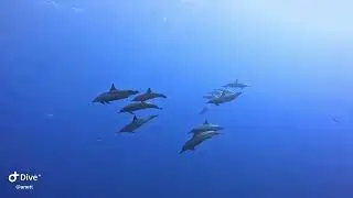 Diving with dolphins in Egypt at Elphinstone, Nurkowanie z delfinami w Egipcie na  Elphinstone Reef
