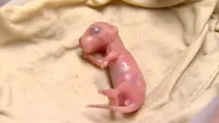 Fostering Tiny Baby Rock Wallabies | Nature's Miracle Babies | BBC Earth
