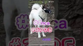 #2dog #2пса #собака #2025 #saintpetersburg #dog