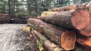 Oregon western redcedar logs