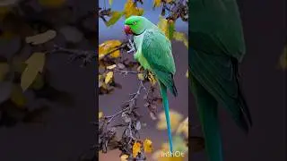Beautiful And cute parrot 🦜 #parrot #birds #shorts #BestVibes