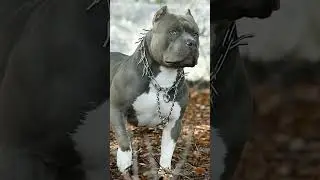 'My Dog Shadow Guardian Face (He Always Watching!) 👀🐾 [The Best Protector!]'