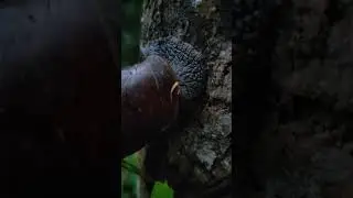 #snail #pawsandfurstories # #wildsnail