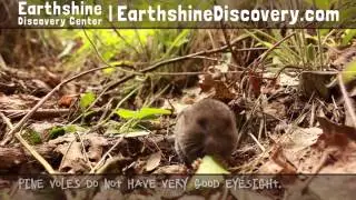 Earthshine Discovery Center: Pine Vole