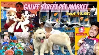 Galiff Street Pet Market || Kolkata Fish Market Today Blog #pets #cat #trending #animals #viral