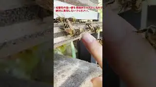 質問きてた！日本蜜蜂の巣の入り口に指を置いたら刺される？ #Shorts