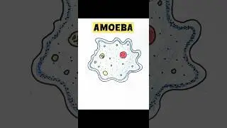 Amoeba diagram simple and easy #biology #science #trending #art #easydrawings #viralvideo #ytshorts